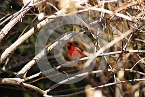 Northern Cardinal bird