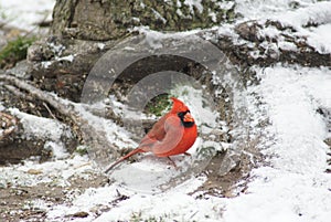 Northern Cardinal bird