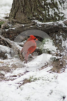 Northern Cardinal bird