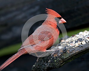 Northern Cardinal bird