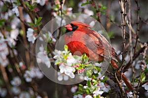 Northern Cardinal Bird in Cherry Blossoms