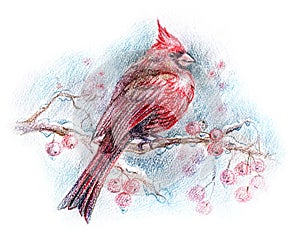 Del Norte cardenal pájaro dibujo 