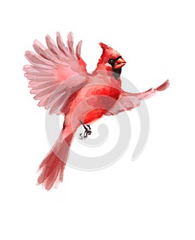 Northern Cardinal Bird Flying Watercolor Winter Illustration Hand Drawn