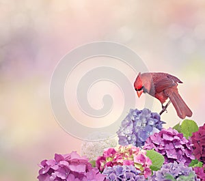 Northern Cardinal with hydrangea flowers