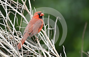 Northern Cardinal bird at Phinizy Swamp Nature Park; Richmond County, Georgia birding