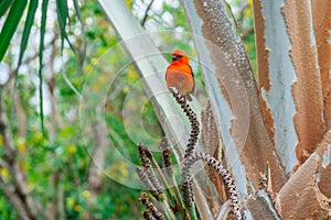 Northern cardinal bird sitting on a branch.