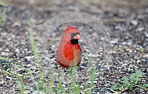 Northern Cardinal and black oil sunflower seed hulls, Athens Georgia USA