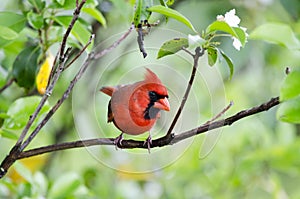 Northern Cardinal, Blue Ridge Mountains, North Carolina