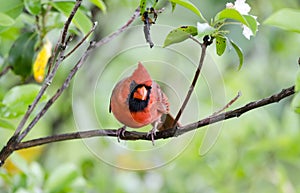 Northern Cardinal, Blue Ridge Mountains, North Carolina