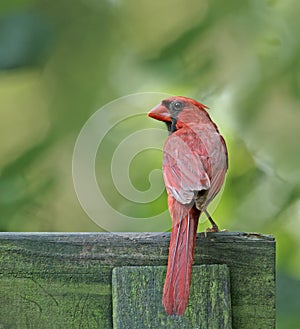 Northern Cardinal (Cardinalis cardinalis)