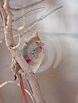 Northern Cardinal (Cardinalis cardinalis)