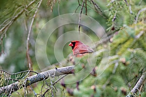 Northern cardinal (Cardinalis cardinalis)