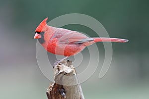 Northern Cardinal (cardinalis cardinalis)