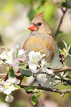 Northern Cardinal (cardinalis cardinalis)