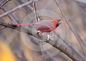 Northern Cardinal (Cardinalis cardinalis)