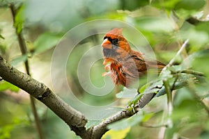 Northern Cardinal (Cardinalis cardinalis)