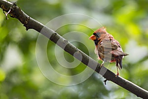 Northern Cardinal (Cardinalis cardinalis)