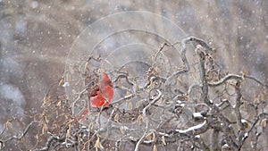 Northern Cardinal Cardinalis cardinalis