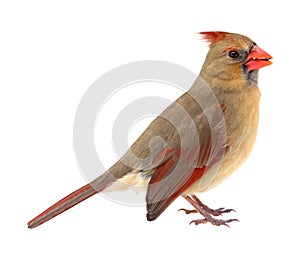 Northern Cardinal, Cardinalis cardinalis, isolated
