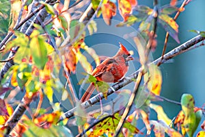 Northern Cardinal Cardinalis cardinalis perched on a branch