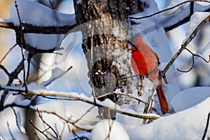 Northern cardinal (Cardinalis cardinalis) perched on a snow covered tree limb during winter in Wisconsin.