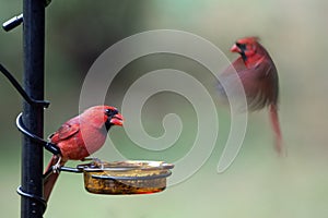 Northern Cardinal - Cardinalis cardinals