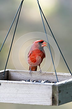 Northern Cardinal - Cardinalis cardinals