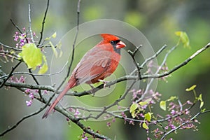 Northern Cardinal