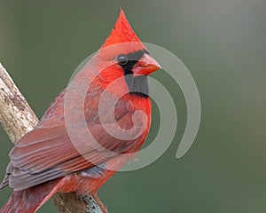 Northern Cardinal Closeup