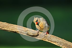 Northern Cardinal - Colorful Bird Background - Looking at Life