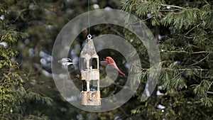 Northern Cardinal and Dark-Eyed Junco in Flight