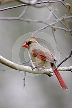 Northern Cardinal Female  700068