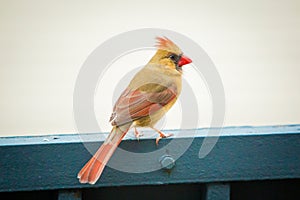 Northern cardinal female bird outside