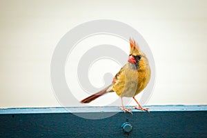 Northern cardinal female bird outside