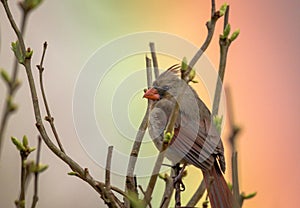 Northern Cardinal female perched on branch with a rainbow in the background