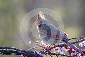 Northern Cardinal female perched on a flowering plum tree in spring