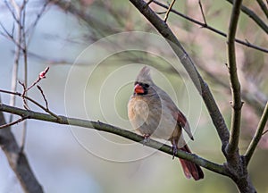 Northern Cardinal female perched on plum tree in spring