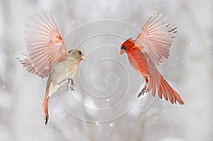 Northern Cardinal flying with snow background, Quebec