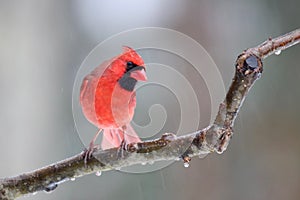 Del Norte cardenal sobre el glacial en el invierno 