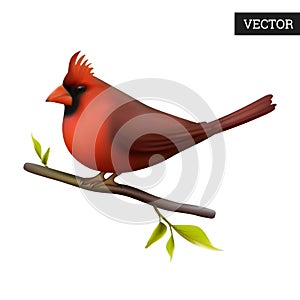 Northern cardinal isolated on a white background. Realistic Cardinalis cardinalis.