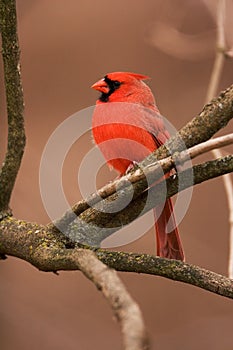 Northern Cardinal Male