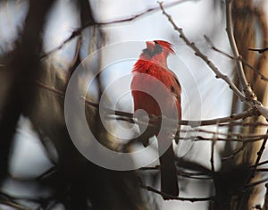 Northern Cardinal Male Bird Contrast