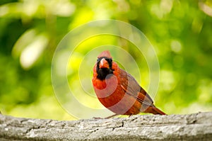 Northern Cardinal male