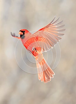Northern Cardinal male flying on grey background