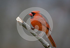 Northern Cardinal male perched on branch gray background