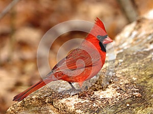 Northern Cardinal