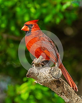 Northern Cardinal male poses proudly on tree branch