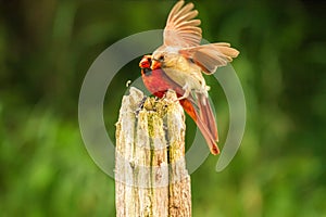 Northern Cardinal mates perched on a wooden post