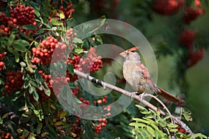 Northern Cardinal in Mountain Ash with Autumn Harvest of Berries