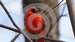 Northern cardinal, one of the most iconic bird od north of america